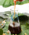 Food Grade Oil Soluble Soya Lecithin Liquid
